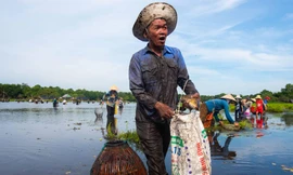 Nô nức đi hội 'phá Trằm' bắt cá độc đáo ở vùng đất lửa