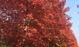 Cây phong lá đỏ đang được TP Hà Nội trồng tại dải phân cách giữa đường Nguyễn Chí Thanh. Ảnh: Công ty cây xanh Hà Nội.