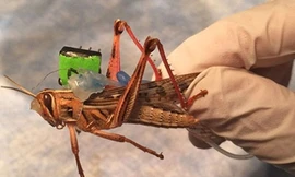 Hải quân Mỹ đang nghiên cứu huấn luyện châu chấu dò bom và các thiết bị nổ. Ảnh: Defense One