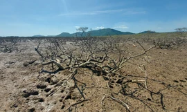 Hàng chục ha rừng phòng hộ ven biển Hà Tĩnh chết khô