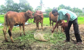 Chương trình MTQG 1719 sẽ hỗ trợ hộ đồng bào DTTS tỉnh Đồng Nai về nhà ở