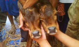 Chú bê kỳ lạ. Ảnh: Báo An Giang