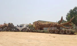 Ba cây 'khủng' vẫn nằm ở Huế, có nguy cơ chết