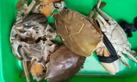 Cua nuôi ở Cà Mau chết bất thường 