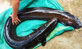 Con cá chình "khủng" dài gần gấp đôi bao tải đựng lúa. Ảnh: Út Triều. 