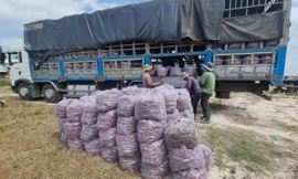 Gia Lai: Thu hồi thư mời vận động để bán khoai lang