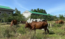 Dự án khu thương mại 70 tỷ thành nơi thả gia súc 