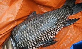 Cá hô được bán 90 triệu đồng. Ảnh: Tin Tin 