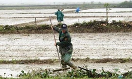 Thay vì cấp kịp thời cho dân nguồn lúa giống do nhà nước hỗ trợ để gieo sạ đúng thời vụ, HTXNN Lai Thành lại cất kho và đem ra bán cho nông dân ở vụ sau. Ảnh minh họa