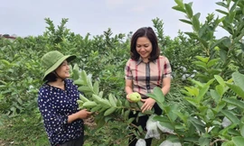 Thúc đẩy bình đẳng giới, đồng hành cũng phụ nữ phát triển kinh tế