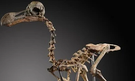 Bộ xương chim dodo tuyệt chủng được bán với giá 430.000 USD. Ảnh: Summer's Place Auctions.