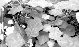 Cà gai leo và Mật nhân - những cây thuốc đặc biệt cho người xơ gan