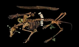 Quật mộ Vua Aztec, chạm trán quái thú chiến binh mình đeo châu báu