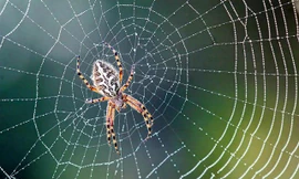 Không có tai, nhện dùng cách nào để 'nghe ngóng' và săn mồi?
