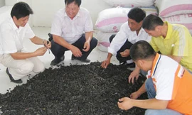 Săn đỉa, bán hơn triệu đồng/kg