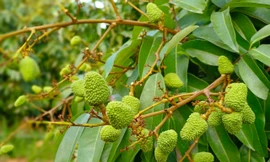 Vải thiều Bắc Giang trĩu quả, hứa hẹn vụ mùa bội thu