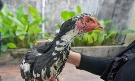 Vụ gà chọi đẻ sòn sòn 7 trứng/ngày: Cán bộ chăn nuôi đến kiểm tra, gà tịt không đẻ nữa