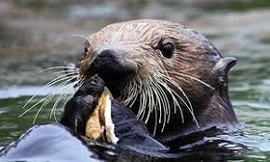 Rái cá thông minh dùng vỏ chai đập vỡ vỏ trai