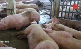 Bị bắt quả tang bơm nước vào lợn, hàng chục người leo rào bỏ trốn
