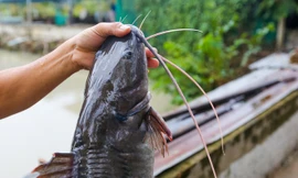 Thanh niên nuôi cá lăng giống thu tiền tỷ mỗi năm ở Sài Gòn