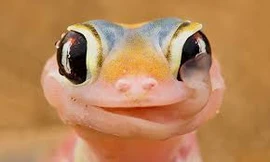 Loài tắc kè sa mạc chuyên 'uống nước' bằng mắt