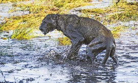  Sư tử quằn quại đau đớn từ vết cắn đến từ rắn mamba đen