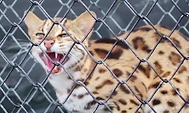 Cận cảnh mèo rừng quý hiếm có bộ lông báo gấm vừa xuất hiện ở Hà Tĩnh