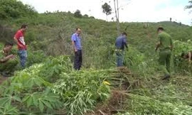 Tiêu hủy hơn 1.000 cây cần sa trồng ở bìa rừng ở Đăk Nông