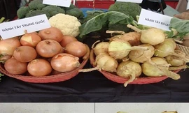 Mẹo phân biệt hành tây Đà Lạt và Trung Quốc