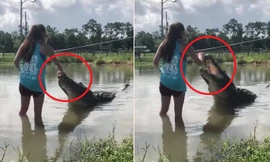 Cô gái lội xuống đầm nước dẫn dụ cá sấu khổng lồ lên bờ