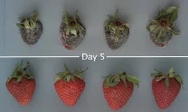 Nước rửa tăng gấp đôi thời gian bảo quản rau củ trái cây