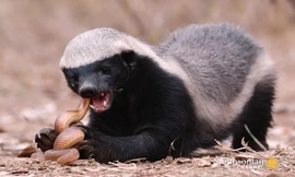 Lửng mật hạ gục rắn bằng nhát cắn chí mạng