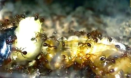 Gián mẹ quằn quại sinh nở trong vòng vây kiến lửa ăn thịt