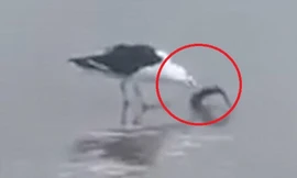 Mòng biển háu đói xơi tái cá mập con trong 1 nốt nhạc