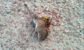 Ong chích độc liên hoàn, chuột giãy giụa rồi đau đớn hấp hối