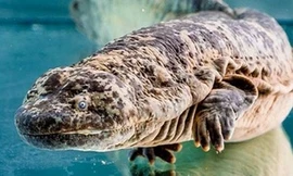 Lươn sói - kẻ săn mồi bậc thầy dưới đáy biển