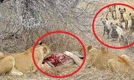 Sư tử bị linh cẩu đánh hội đồng, cướp mồi trắng trợn