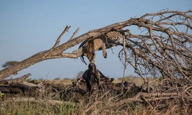 Báo hoa mai 'hôn' trâu rừng trong khu bảo tồn Nam Phi