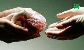 Tai nạn chết não trên đường đi công tác, kỹ sư hiến tạng cứu 4 người