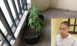 Kỹ sư đồ họa thuê chung cư cao cấp ở Hà Nội cùng bạn gái trồng cần sa