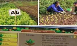 Chuyện thật như đùa: Chơi game ảo thu rau thật ở Hà Nội