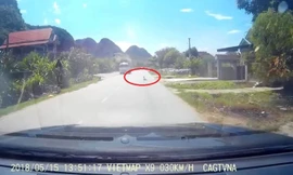 Bố mẹ ngủ trưa, con bò lổm ngổm giữa quốc lộ 7A