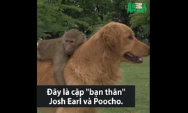 Tình bạn giữa khỉ đầu chó mồ côi và chó vàng
