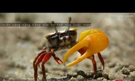 Chiếc càng nặng bằng nửa cơ thể của loài còng