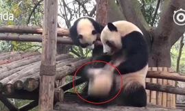 Phì cười clip gấu trúc mẹ đối xử với con cực 'phũ phàng'