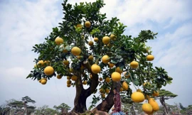 Những cây cảnh đắt đỏ trong dịp Tết