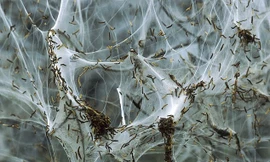 Hàng nghìn sâu bướm dệt mạng phủ trắng cây