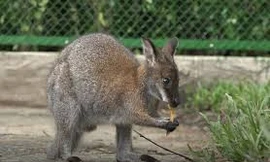 Thảo Cầm Viên có thêm chuột túi nhỏ và sếu đầu đỏ Nhật Bản