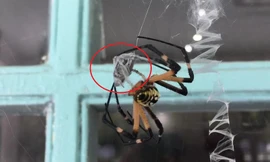  Rợn người xem nhện cái khổng lồ ăn thịt bạn tình sau khi giao phối