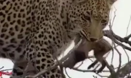 Bắt được lợn con, báo hoa khó có thể ăn thịt vì diễn biến bất ngờ